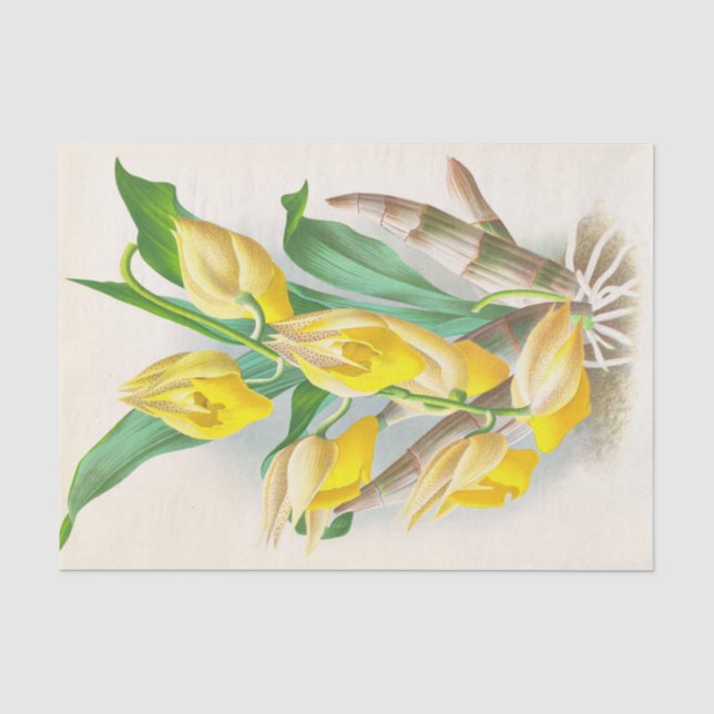 Papier Mousseline Catasetum Macrocaprum (orchidée) par Jean Linden (Recto)