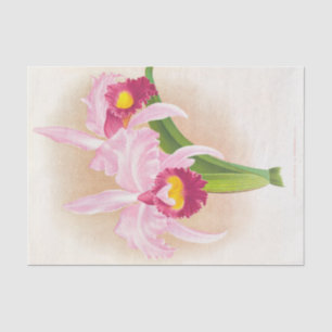 Papier Mousseline Cattleya Trianae Var Purpurata (Orchidée) par Lind