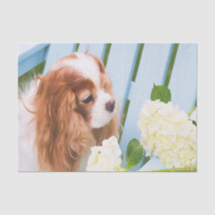 Papier Mousseline Cavalier King Charles Spaniel avec hortensias