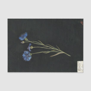 Papier Mousseline Centaurea Cyanus par Mary Delany