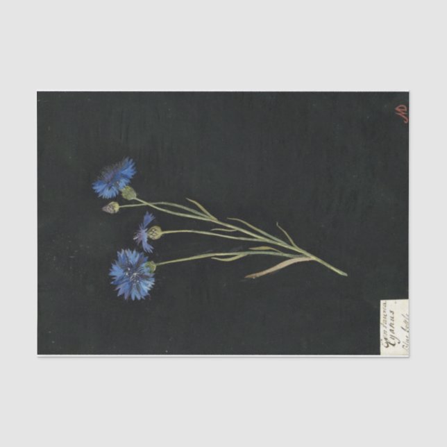 Papier Mousseline Centaurea Cyanus par Mary Delany (Recto)