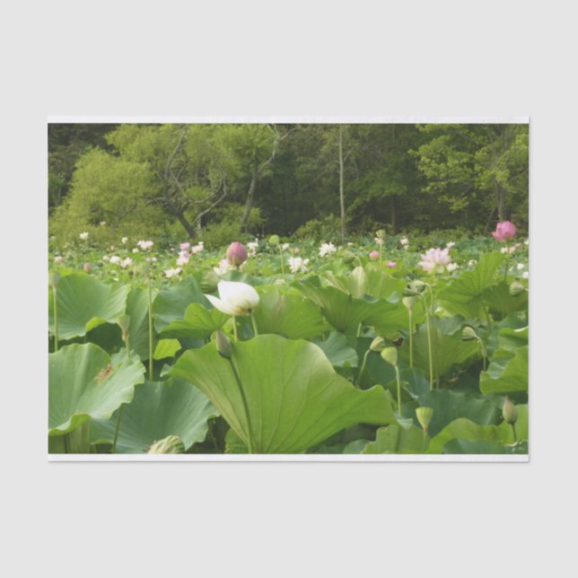 Papier Mousseline Champ de fleurs de Lotus Jardin d'été (Recto)