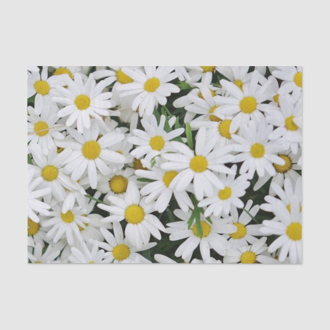 Papier Mousseline Champ de marguerites (Recto)