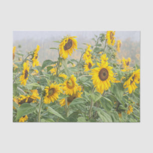 Papier Mousseline Champ de tournesols jaune vert beau découpage