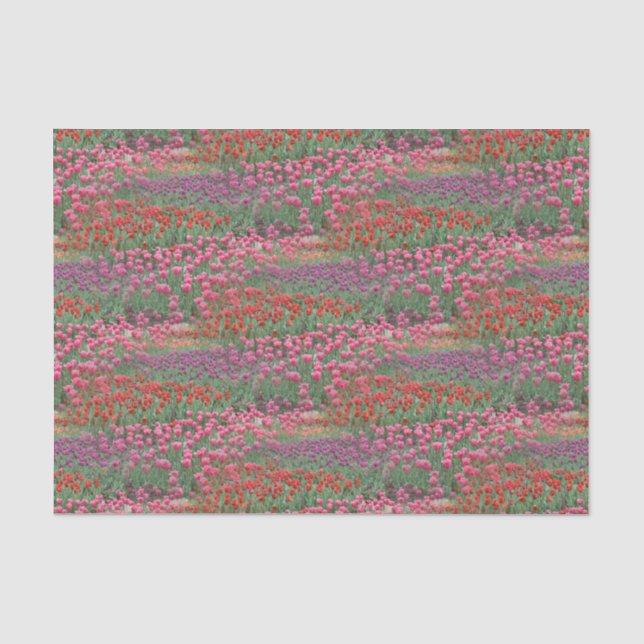 Papier Mousseline Champ De Tulipes (Recto)