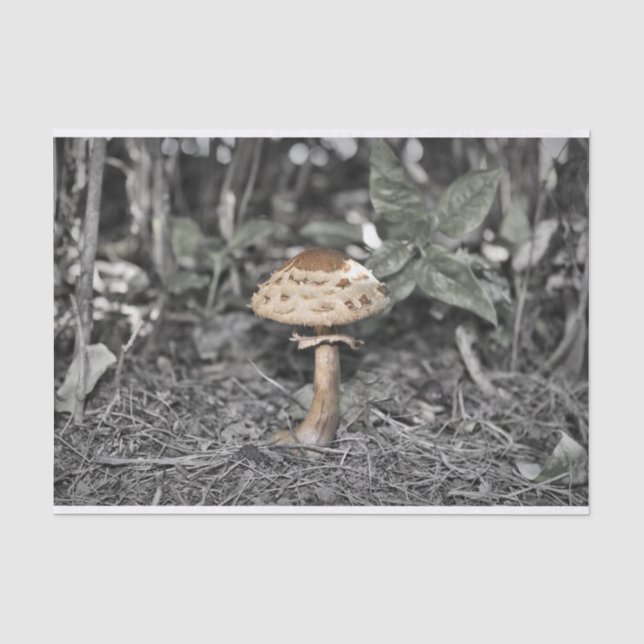 Papier Mousseline Champignon sauvage (champignon) (Recto)