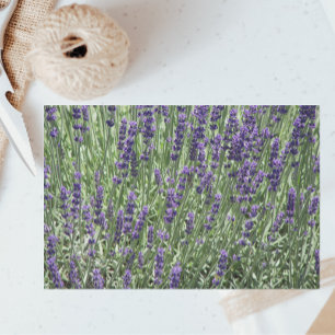 Papier Mousseline Champs de lavande violet Floral