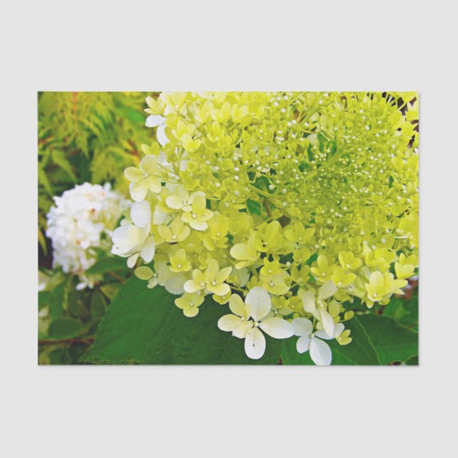 Papier Mousseline Chartreuse Green, Limelight Hydrangea, (Recto)