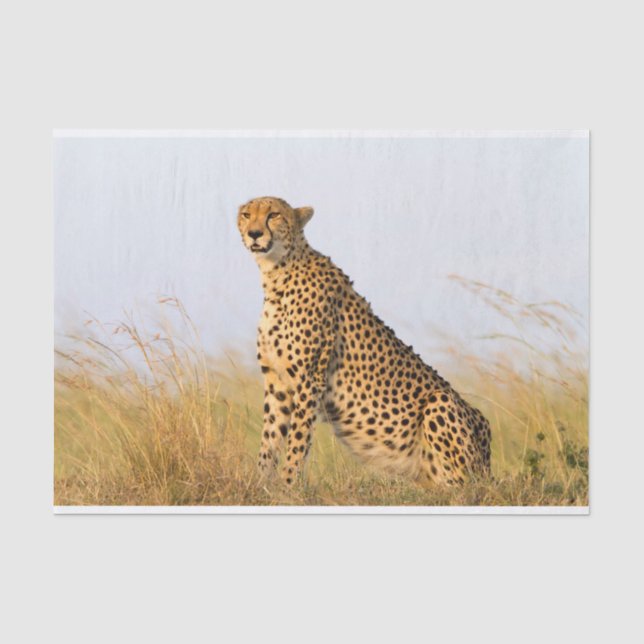 Papier Mousseline Cheetah (Recto)