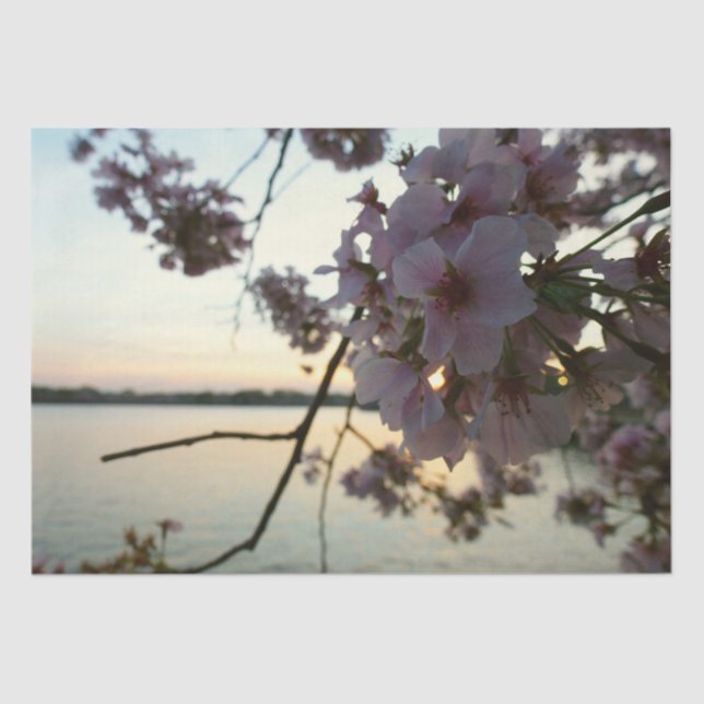Papier Mousseline Cherry Blossom Sunset à Washington DC (Recto)