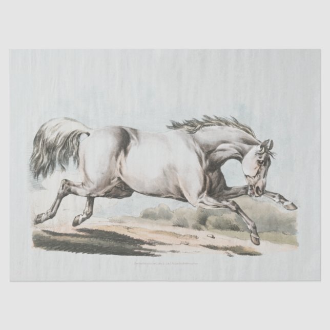 Papier Mousseline Cheval Blanc Coureur (Recto)