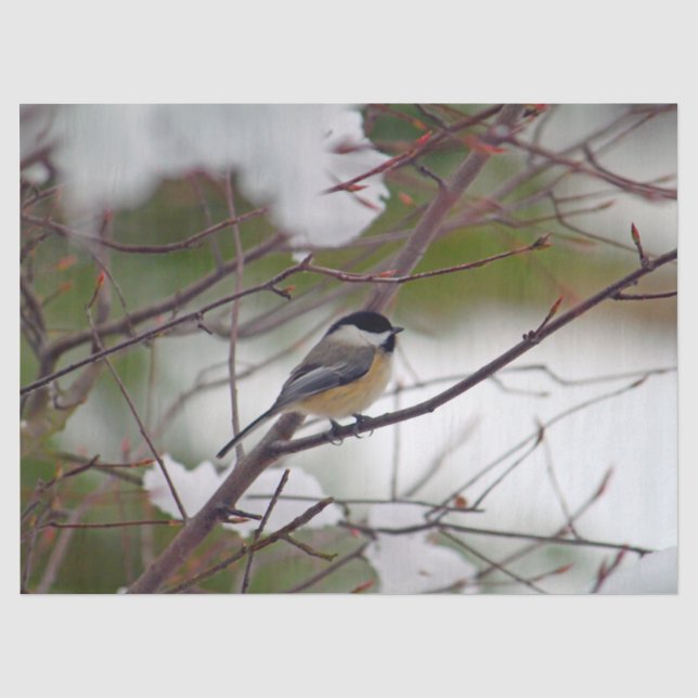 Papier Mousseline Chickadee 6259 Papier Tissu (Recto)