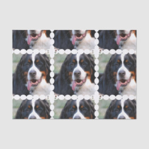 Papier Mousseline Chien de montagne de Bernese vraiment mignon
