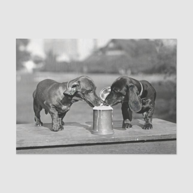 Papier Mousseline Chiens de Dachshund Boire de la bière (Recto)