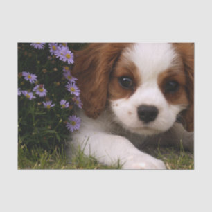 Papier Mousseline Chiot cavalier d'épagneul du Roi Charles derrière