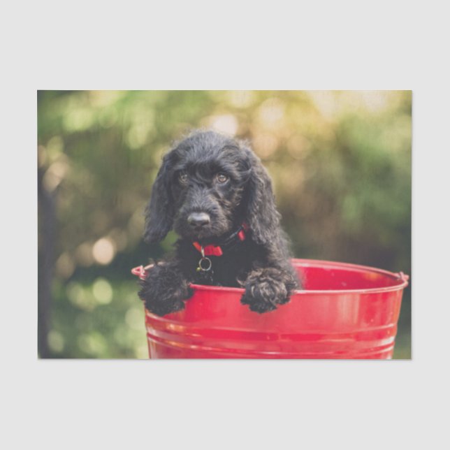 Papier Mousseline Chiot de chien noir dans un seau rouge (Recto)