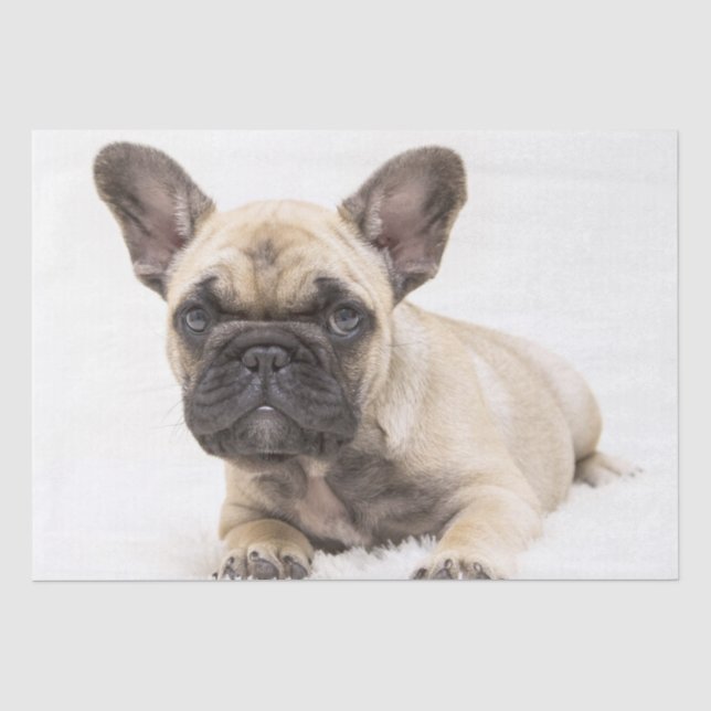 Papier Mousseline Chiot de France (Recto)