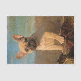 Papier Mousseline Chiot mignon de bouledogue français, cru