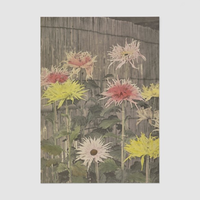 Papier Mousseline Chrysanthemums by Ogawa Kazumasa (Recto)