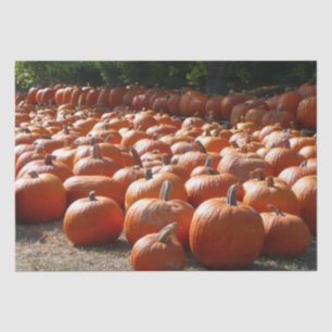 Papier Mousseline Citrouille Patch Automne Harvest Photographie