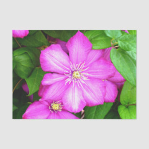 Papier Mousseline Clematis
