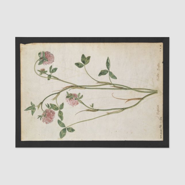 Papier Mousseline Clover rouge par Jacques de Morgues (Recto)