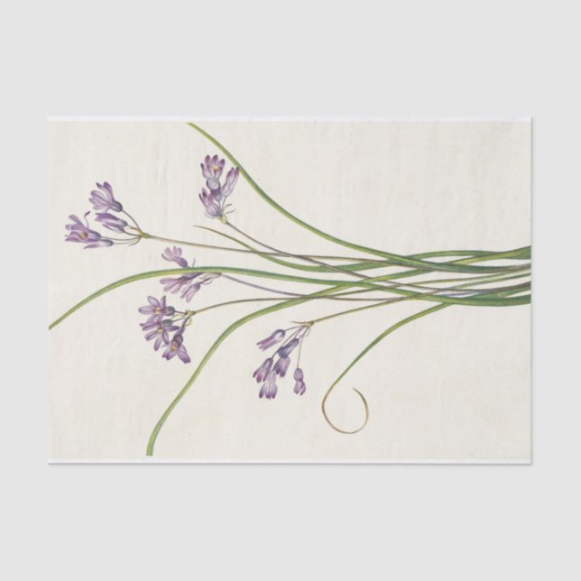 Papier Mousseline Clusterlily par Mary Vaux Walcott (Recto)