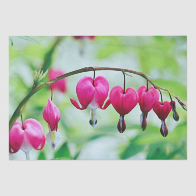 Papier Mousseline Coeur rose Bleeding Flower Plutôt élégant (Recto)