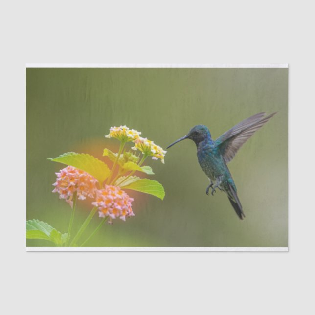 Papier Mousseline Colibri Avec Fleurs Papier Tissu (Recto)