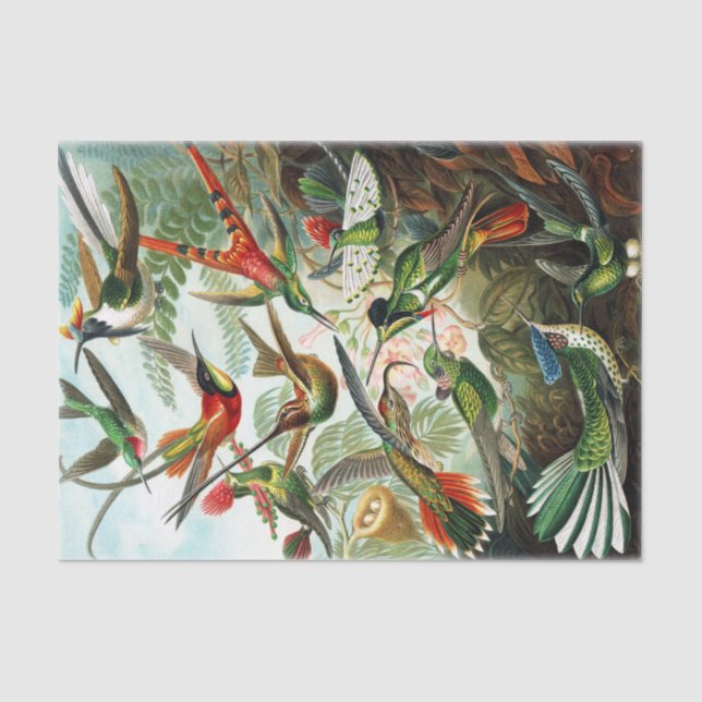 Papier Mousseline Colibri par Ernst Haeckel (Recto)