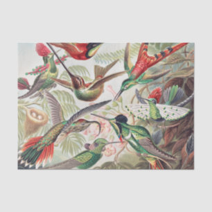 Papier Mousseline Colibri, Trochilidae Kolibris par Ernst Haeckel