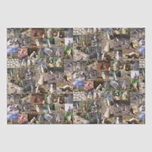 Papier Mousseline Collage photo de Meerkat,
