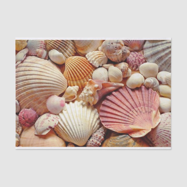 Papier Mousseline Collection de coquillages, de coquillages, de coqu (Recto)