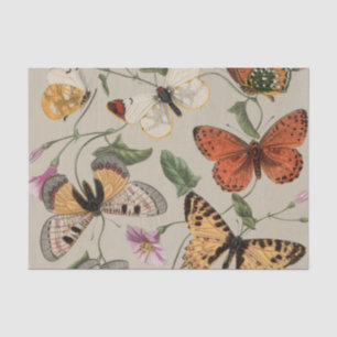 Papier Mousseline Collection de la papillon Moth Nature Dessin