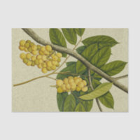 Copie botanique Lanzones