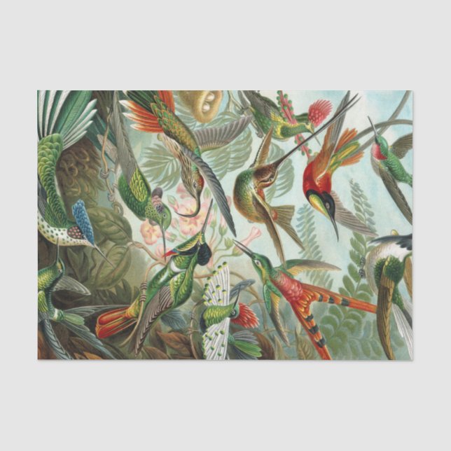 Papier Mousseline Copie d'art d'Ernst Haeckel : Trochilidae (Recto)