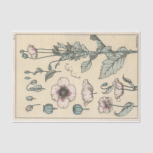 Papier Mousseline Coquelicot, série de botanique d'Eugene Grasset