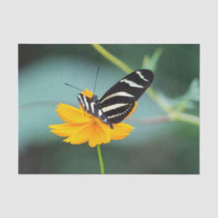 Papier Mousseline Costa Rica - Papillon Heliconius Charitonia