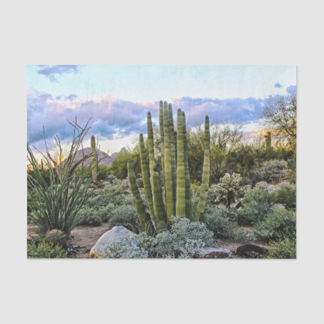 Papier Mousseline Coucher du soleil de Succulent de Scottsdale (Recto)