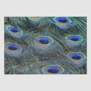 Papier Mousseline Couleurs brillantes Peacock Feathers Blue Gold