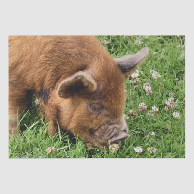 PAPIER MOUSSELINE COUPER (Recto)