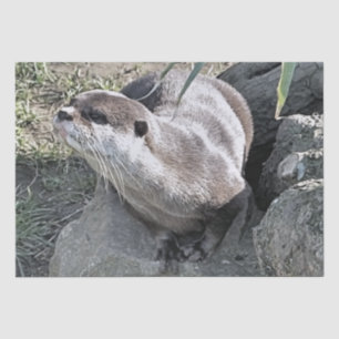 PAPIER MOUSSELINE COUPER OTTER