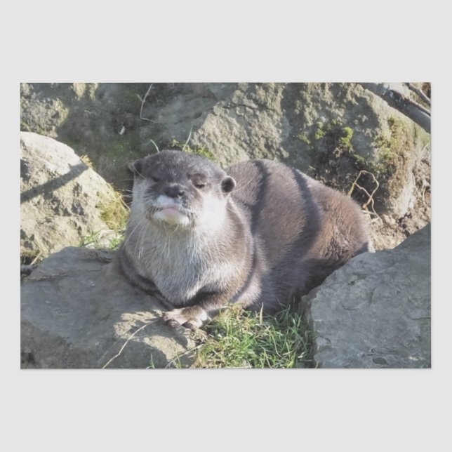 PAPIER MOUSSELINE COUPER OTTER (Recto)