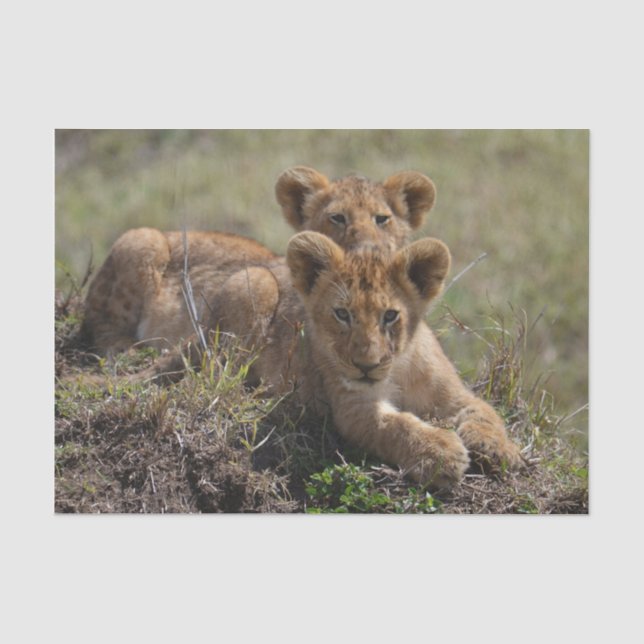 Papier Mousseline Cubs de lions africains sauvages (Recto)