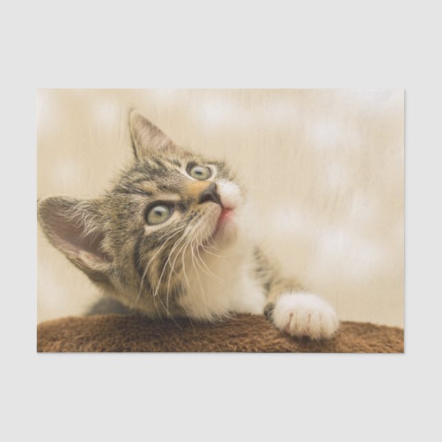 Papier Mousseline Cute Kitten avec une paille étirée (Recto)