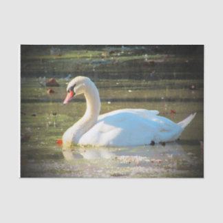 Papier Mousseline Cygne gracieux