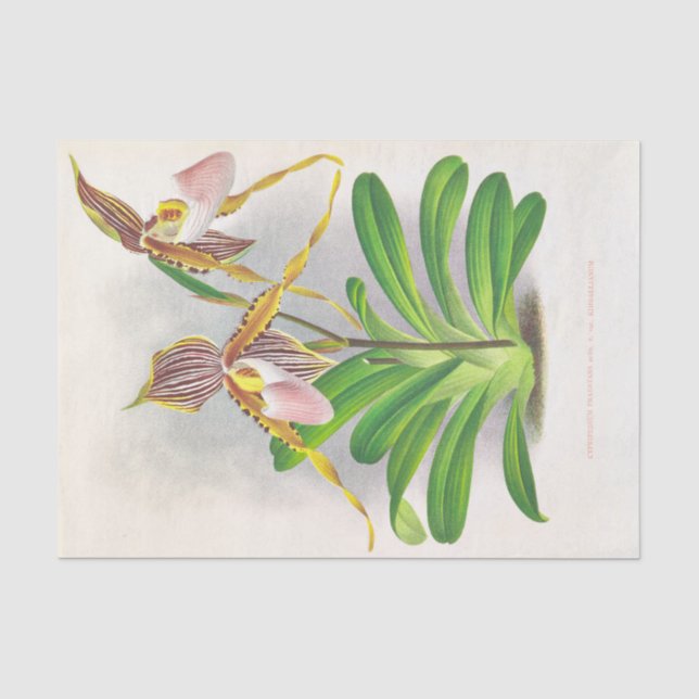 Papier Mousseline Cypripedium Praestans (Orchidées) par Jean Linden (Recto)