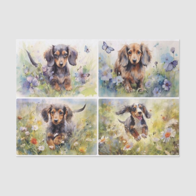 Papier Mousseline Dachshunds (Recto)