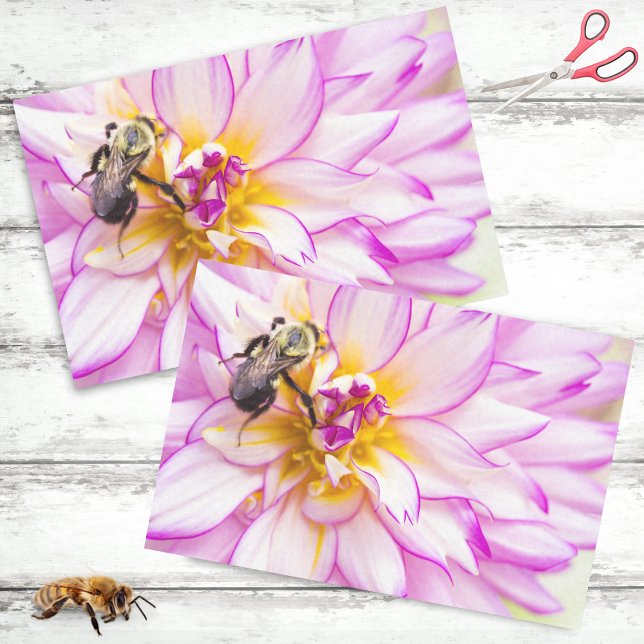 Papier Mousseline Dahlia Blanche Et Rose Avec Bumble Bee (Créateur téléchargé)
