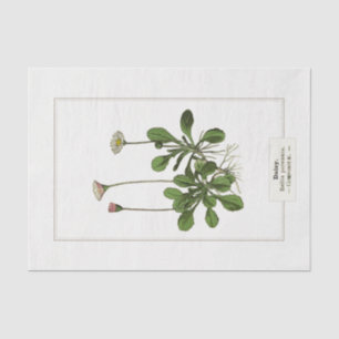 Papier Mousseline Daisy Botanical Illustration 1885 Tissue Paper